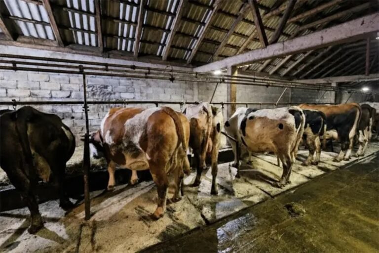 Gasi se još jedna farma u BiH: Domaćin prodaje sve krave
