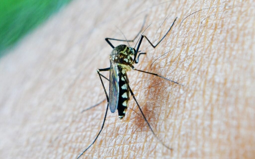Kako otjerati komarce iz dvorišta: Od ovoga bježe kao ludi